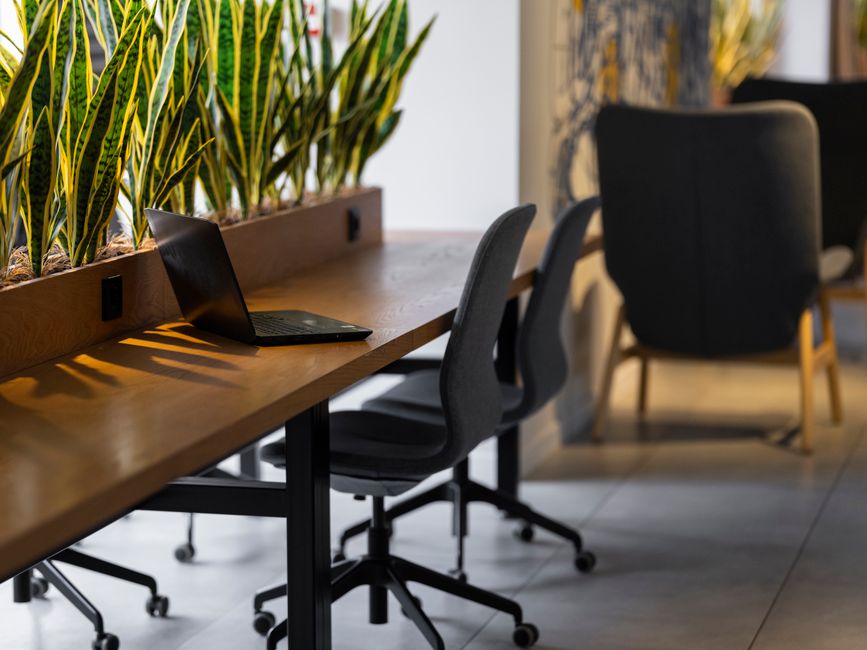 Contemporary office setting with green snake plants, chairs, and a laptop on a wooden desk